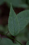 Scarlet beebalm